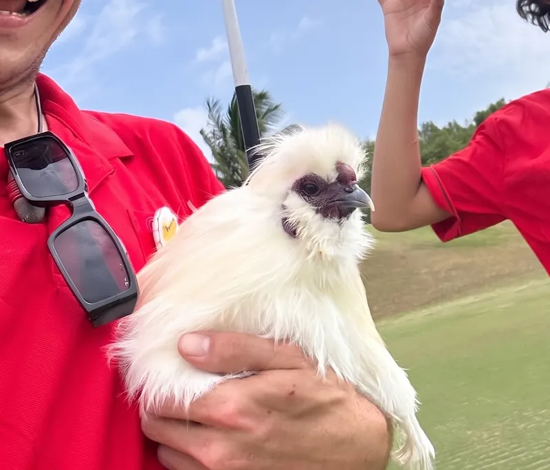 Retrato de una gallina Silkie en el campo de golf